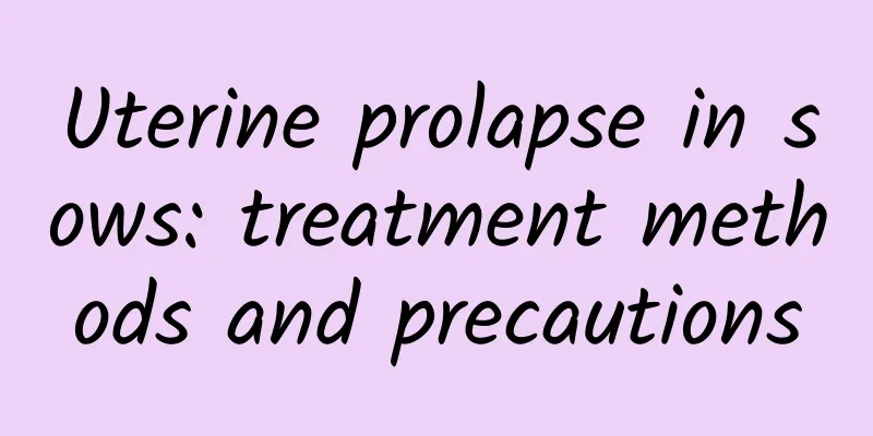 Uterine prolapse in sows: treatment methods and precautions