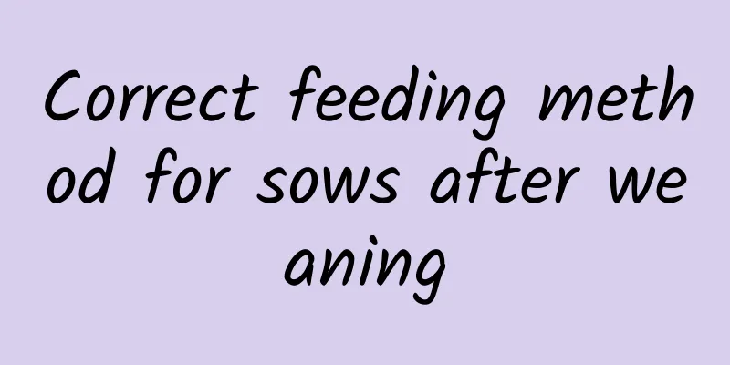 Correct feeding method for sows after weaning