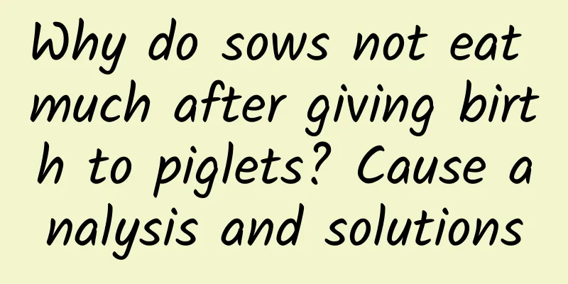 Why do sows not eat much after giving birth to piglets? Cause analysis and solutions