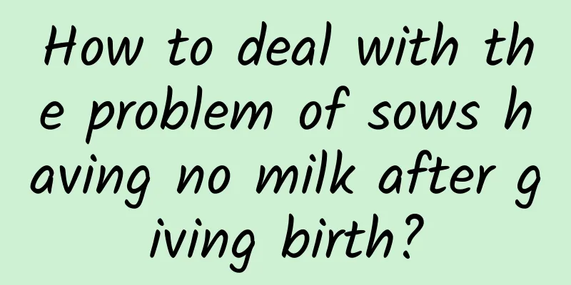 How to deal with the problem of sows having no milk after giving birth?