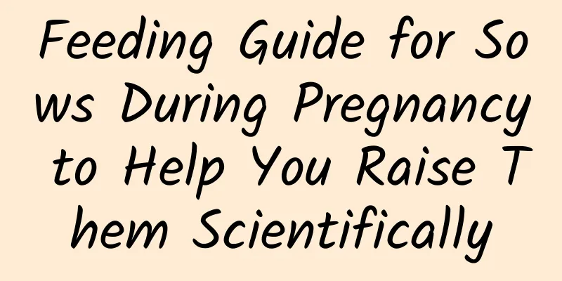 Feeding Guide for Sows During Pregnancy to Help You Raise Them Scientifically