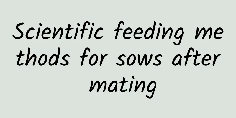 Scientific feeding methods for sows after mating