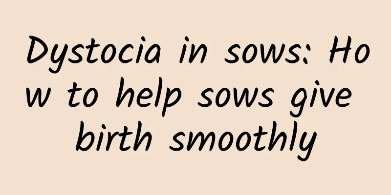 Dystocia in sows: How to help sows give birth smoothly