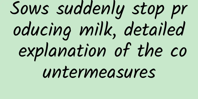 Sows suddenly stop producing milk, detailed explanation of the countermeasures