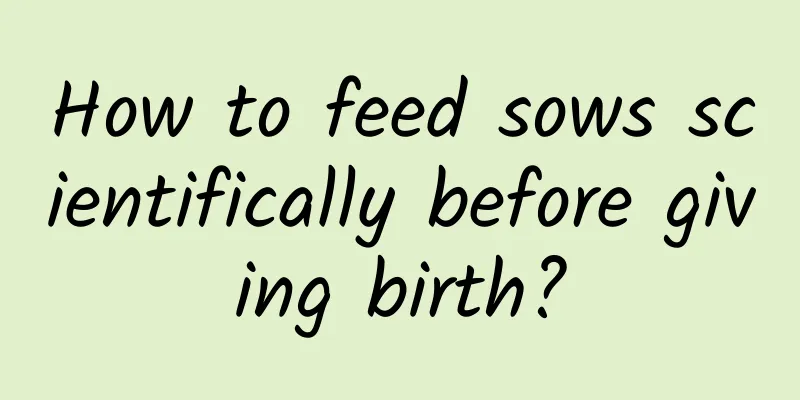 How to feed sows scientifically before giving birth?