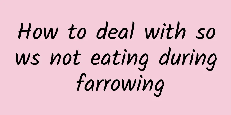 How to deal with sows not eating during farrowing