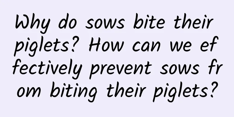 Why do sows bite their piglets? How can we effectively prevent sows from biting their piglets?