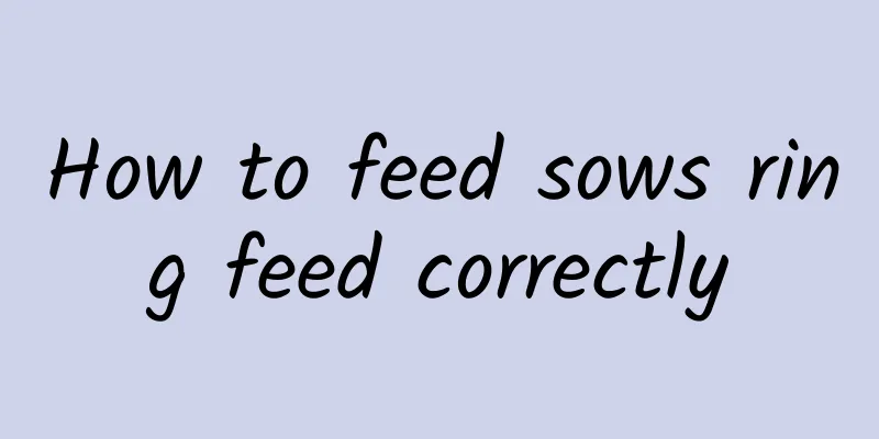 How to feed sows ring feed correctly
