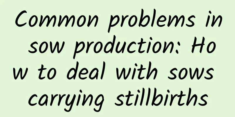 Common problems in sow production: How to deal with sows carrying stillbirths