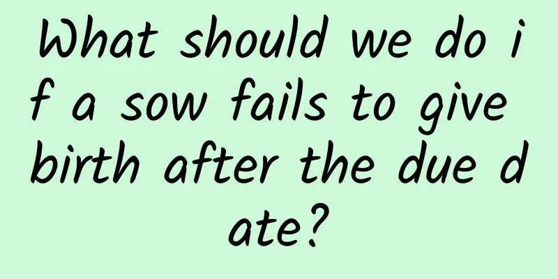 What should we do if a sow fails to give birth after the due date?