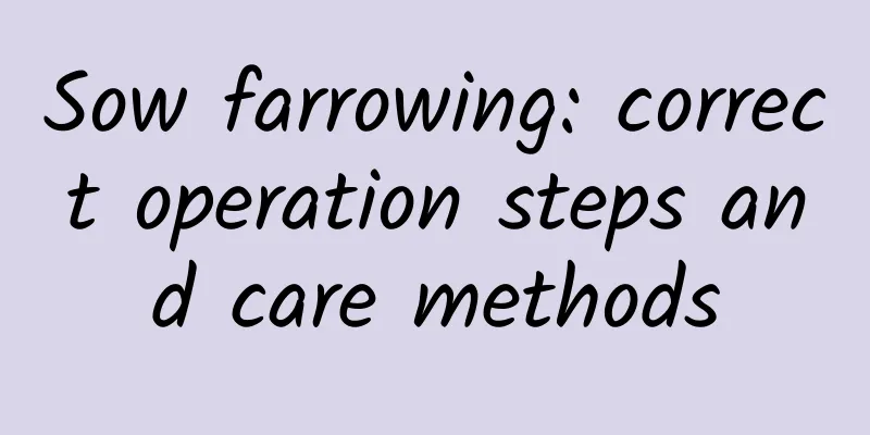 Sow farrowing: correct operation steps and care methods