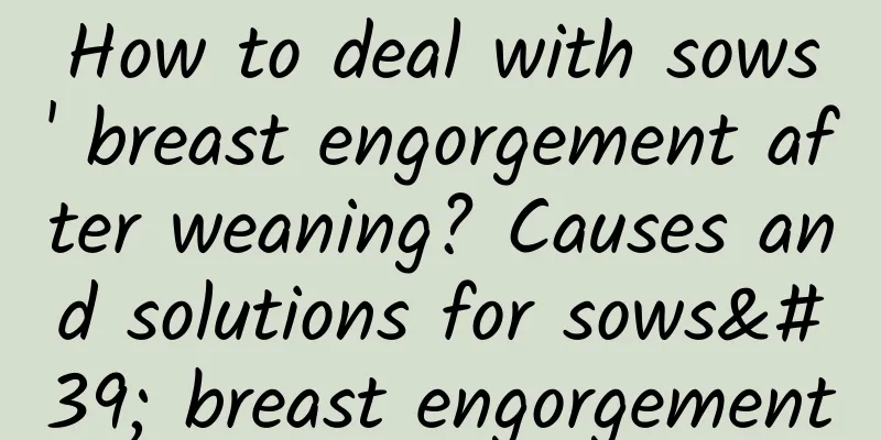 How to deal with sows' breast engorgement after weaning? Causes and solutions for sows' breast engorgement