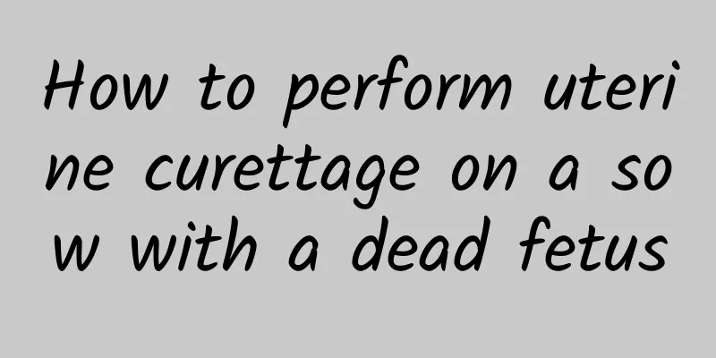 How to perform uterine curettage on a sow with a dead fetus