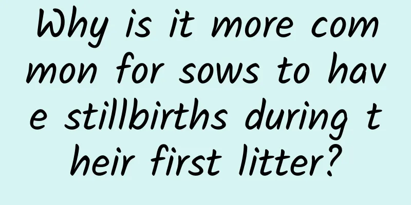 Why is it more common for sows to have stillbirths during their first litter?