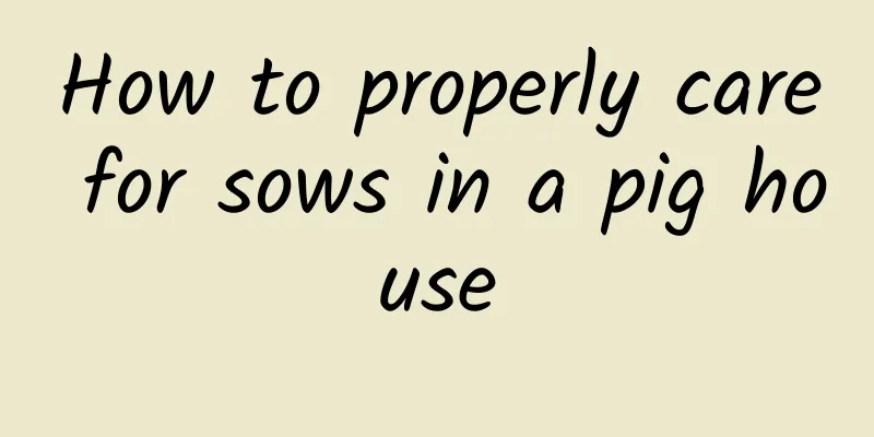 How to properly care for sows in a pig house