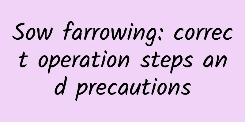 Sow farrowing: correct operation steps and precautions