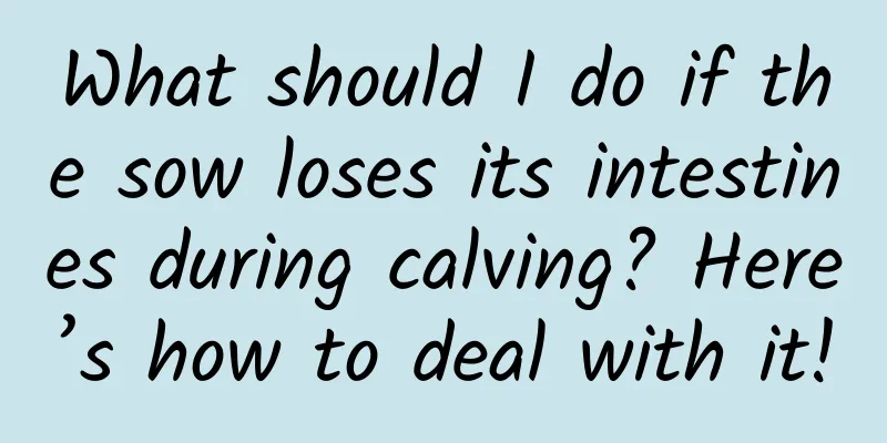 What should I do if the sow loses its intestines during calving? Here’s how to deal with it!