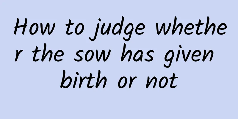 How to judge whether the sow has given birth or not