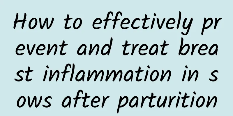How to effectively prevent and treat breast inflammation in sows after parturition