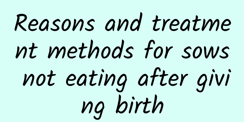 Reasons and treatment methods for sows not eating after giving birth