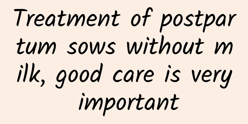 Treatment of postpartum sows without milk, good care is very important
