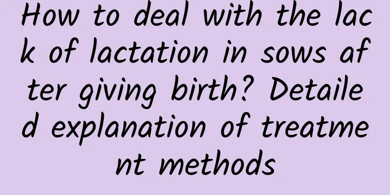 How to deal with the lack of lactation in sows after giving birth? Detailed explanation of treatment methods