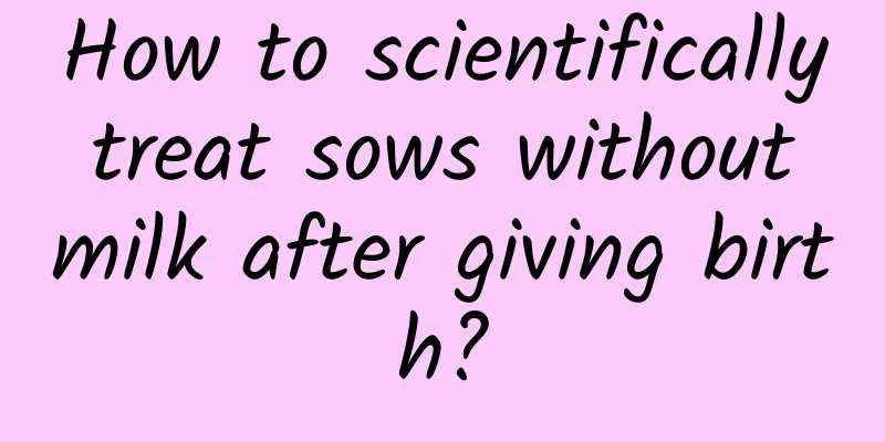 How to scientifically treat sows without milk after giving birth?