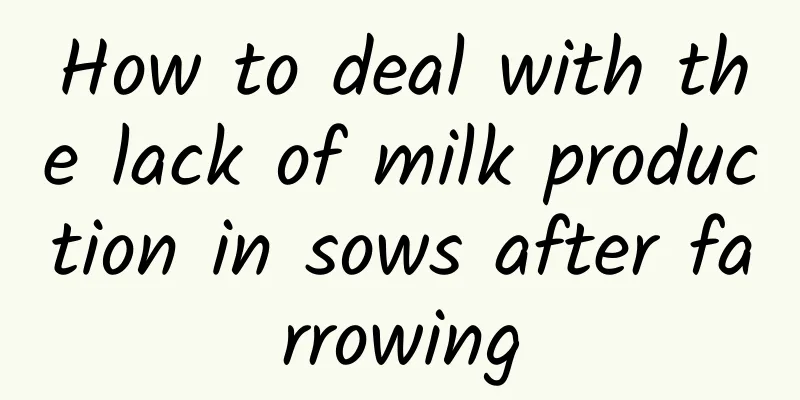 How to deal with the lack of milk production in sows after farrowing
