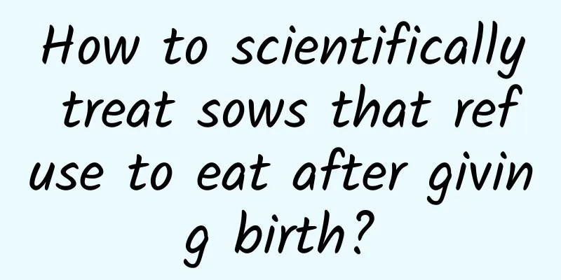 How to scientifically treat sows that refuse to eat after giving birth?