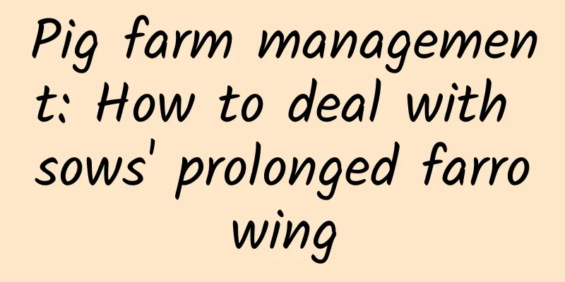 Pig farm management: How to deal with sows' prolonged farrowing
