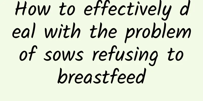 How to effectively deal with the problem of sows refusing to breastfeed