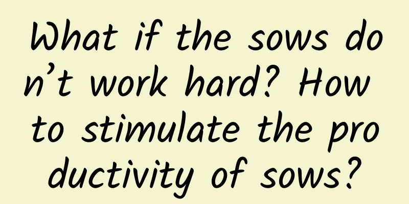 What if the sows don’t work hard? How to stimulate the productivity of sows?
