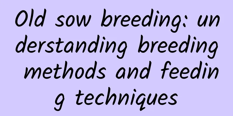 Old sow breeding: understanding breeding methods and feeding techniques