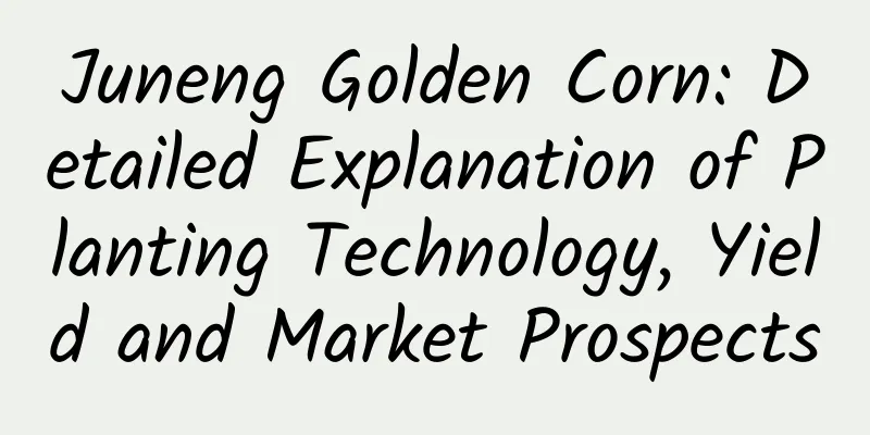 Juneng Golden Corn: Detailed Explanation of Planting Technology, Yield and Market Prospects
