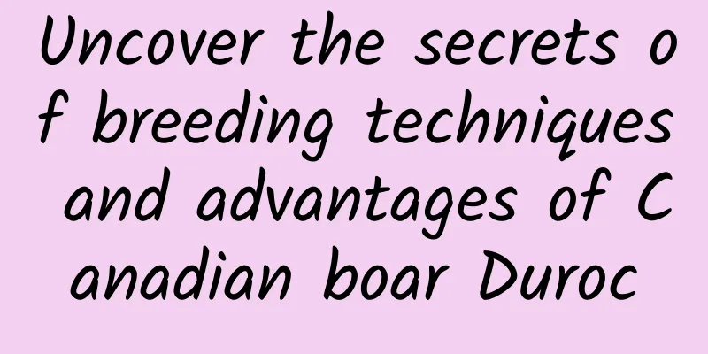 Uncover the secrets of breeding techniques and advantages of Canadian boar Duroc