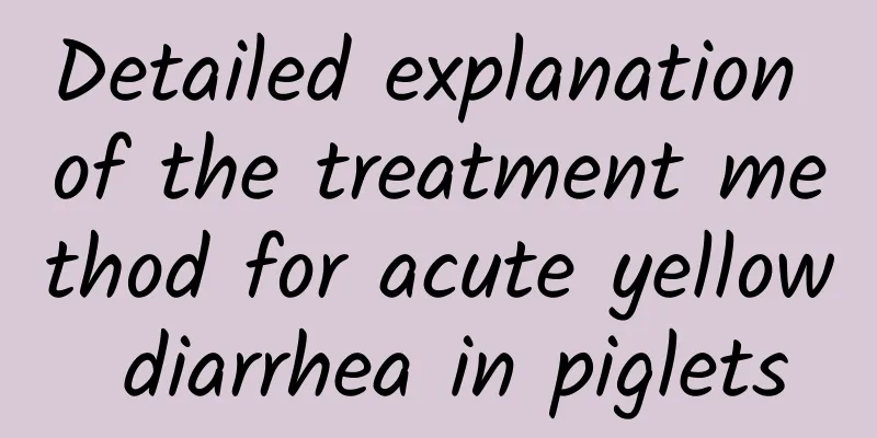 Detailed explanation of the treatment method for acute yellow diarrhea in piglets