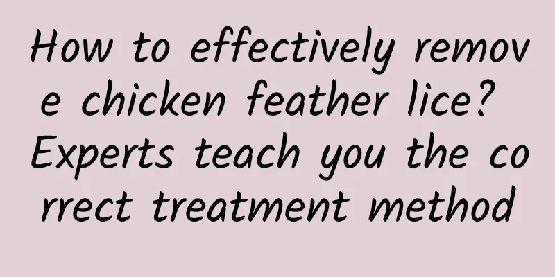 How to effectively remove chicken feather lice? Experts teach you the correct treatment method