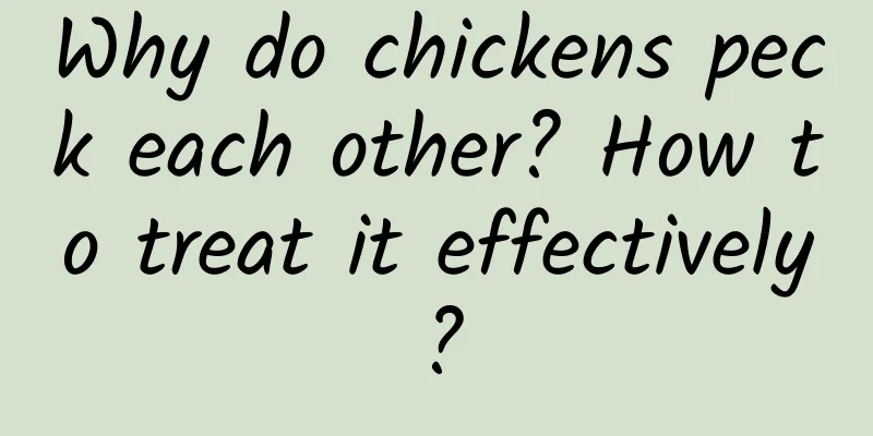 Why do chickens peck each other? How to treat it effectively?