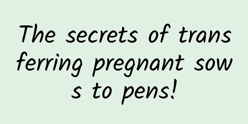 The secrets of transferring pregnant sows to pens!