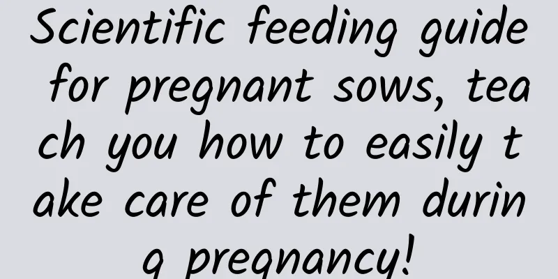 Scientific feeding guide for pregnant sows, teach you how to easily take care of them during pregnancy!