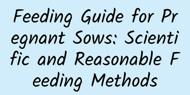 Feeding Guide for Pregnant Sows: Scientific and Reasonable Feeding Methods