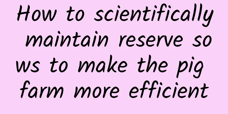 How to scientifically maintain reserve sows to make the pig farm more efficient