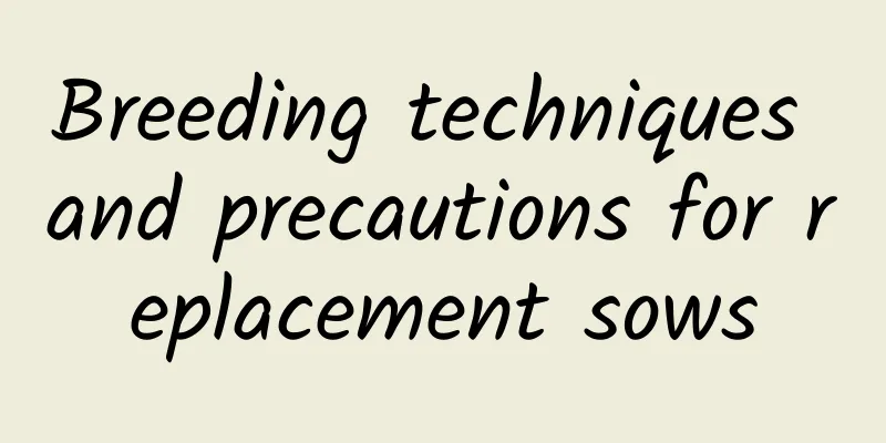 Breeding techniques and precautions for replacement sows