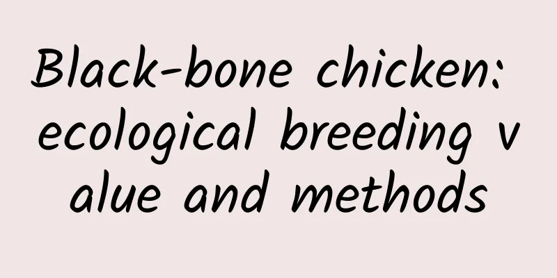 Black-bone chicken: ecological breeding value and methods