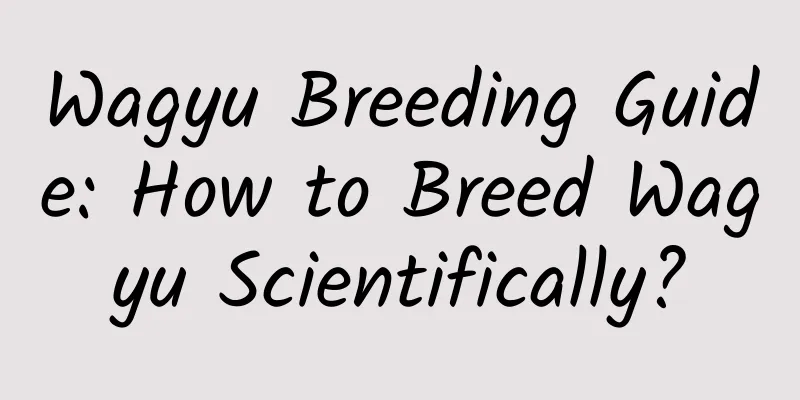 Wagyu Breeding Guide: How to Breed Wagyu Scientifically?
