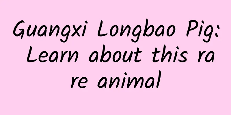 Guangxi Longbao Pig: Learn about this rare animal