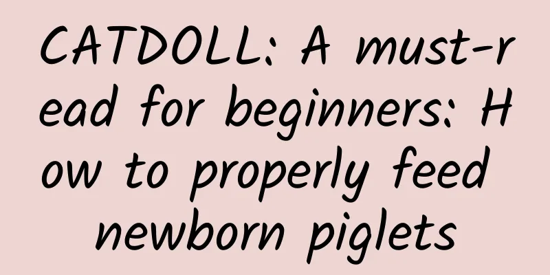 CATDOLL: A must-read for beginners: How to properly feed newborn piglets
