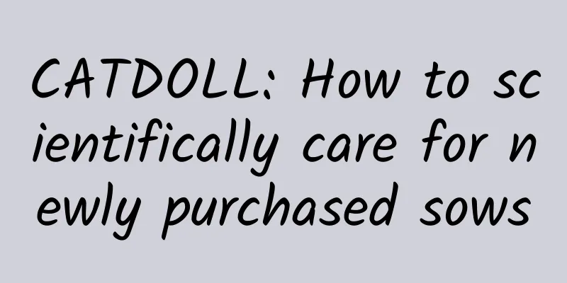 CATDOLL: How to scientifically care for newly purchased sows