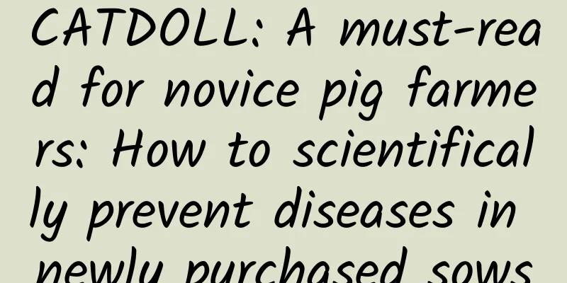 CATDOLL: A must-read for novice pig farmers: How to scientifically prevent diseases in newly purchased sows