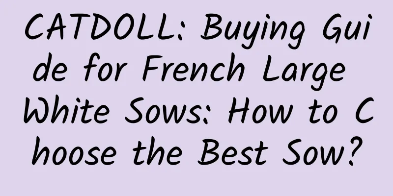 CATDOLL: Buying Guide for French Large White Sows: How to Choose the Best Sow?